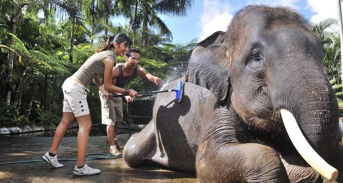 bathing elephant bathing elephants bali