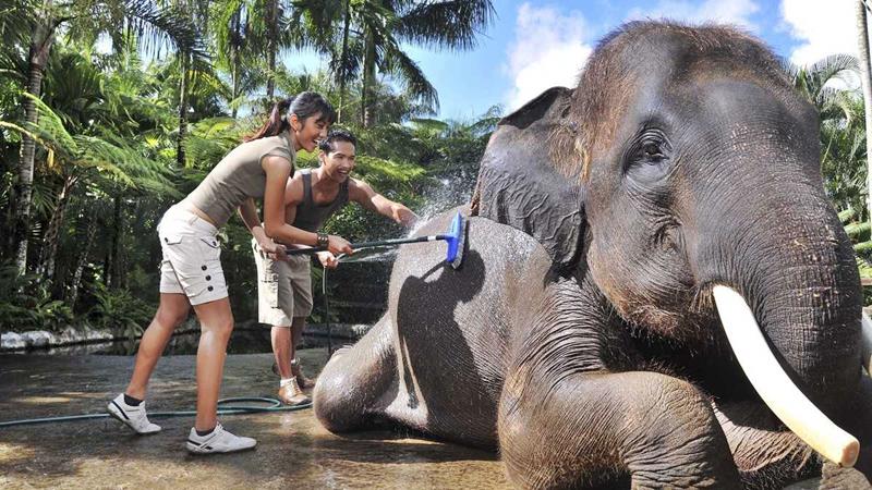 bathe elephant