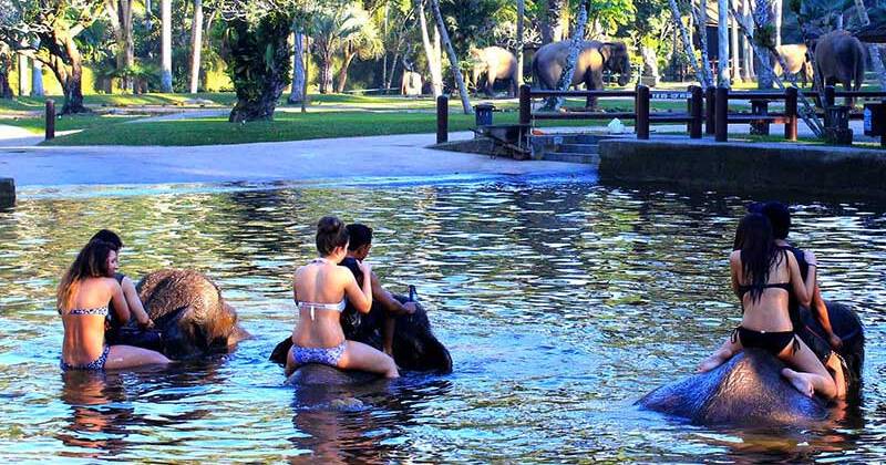 bathing elephant 5