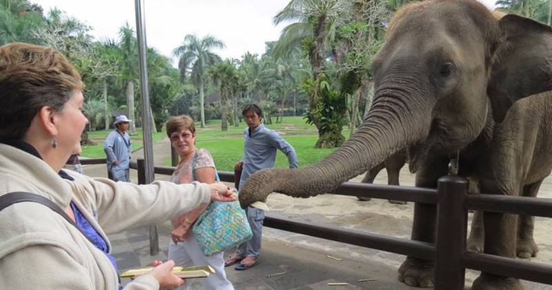 feeding elephant 4