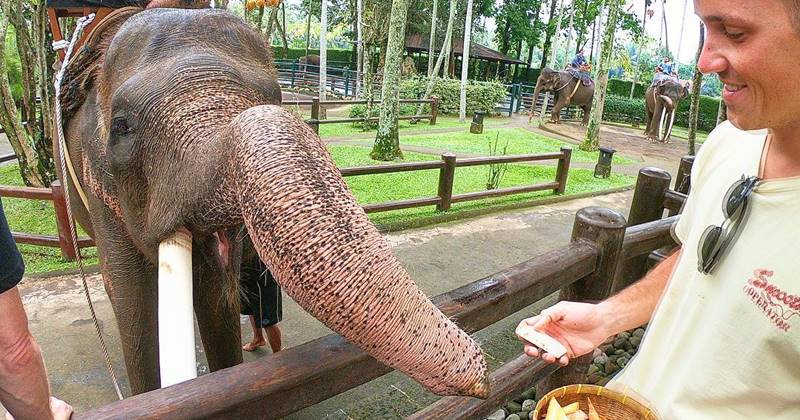 feeding elephant 6