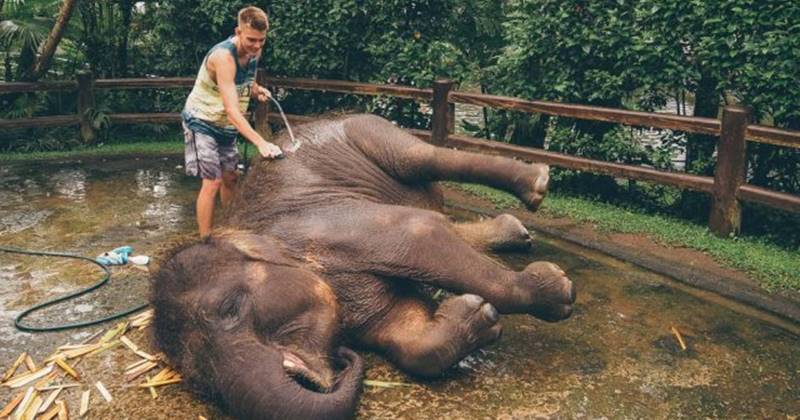 jumbo wash 3