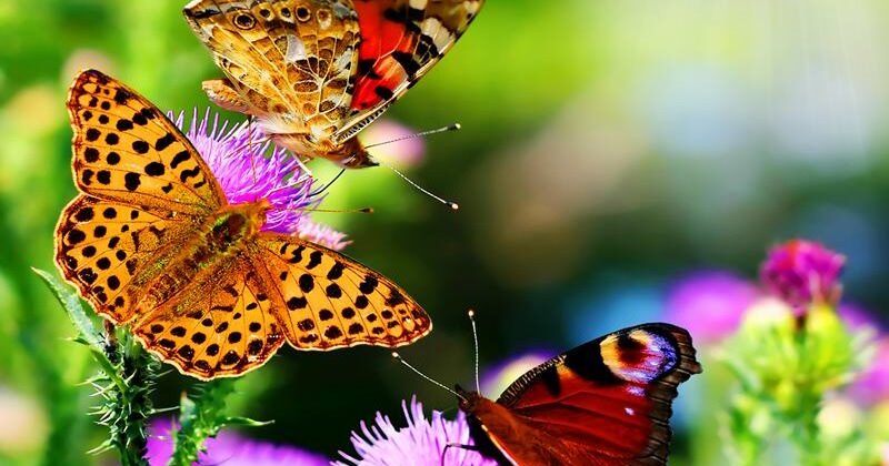 bali-butterfly-park bali-butterfly-park
