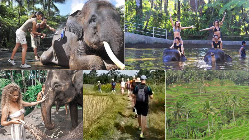 bat30-bathing-elephant-sapat-trekking