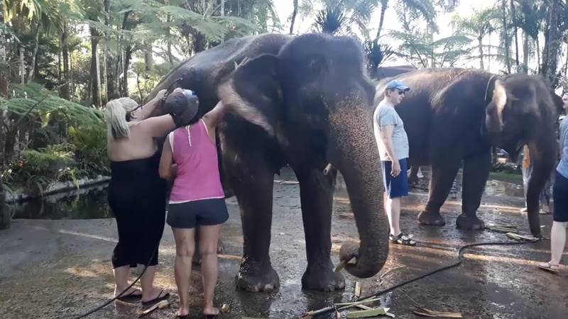 bathing elephant 9