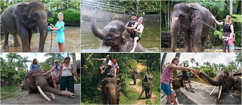 afternoon bathing elephant bali
