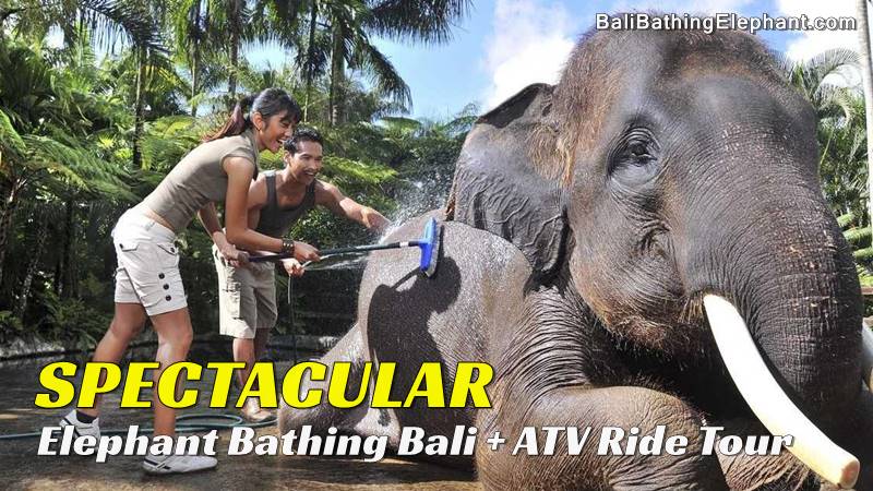 bb-03-bathing-elephant