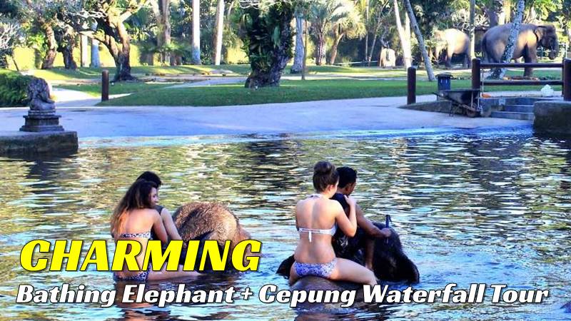 bb-08-bathe-elephant