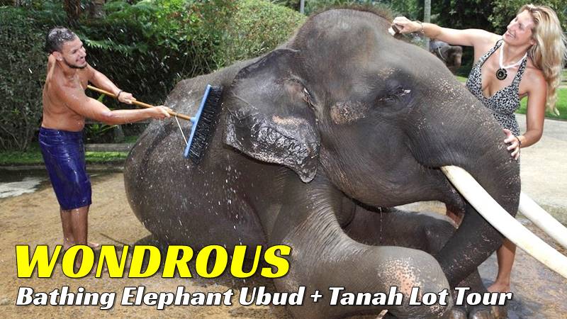bb-09-elephant-bathing-ubud