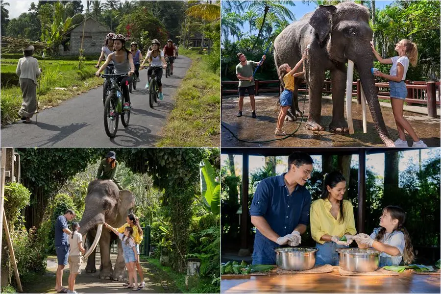 Cycle downhill from Kintamani through rice terraces, then walk beside rescued elephants on a guided wellness trek. Lunch & transfers included.