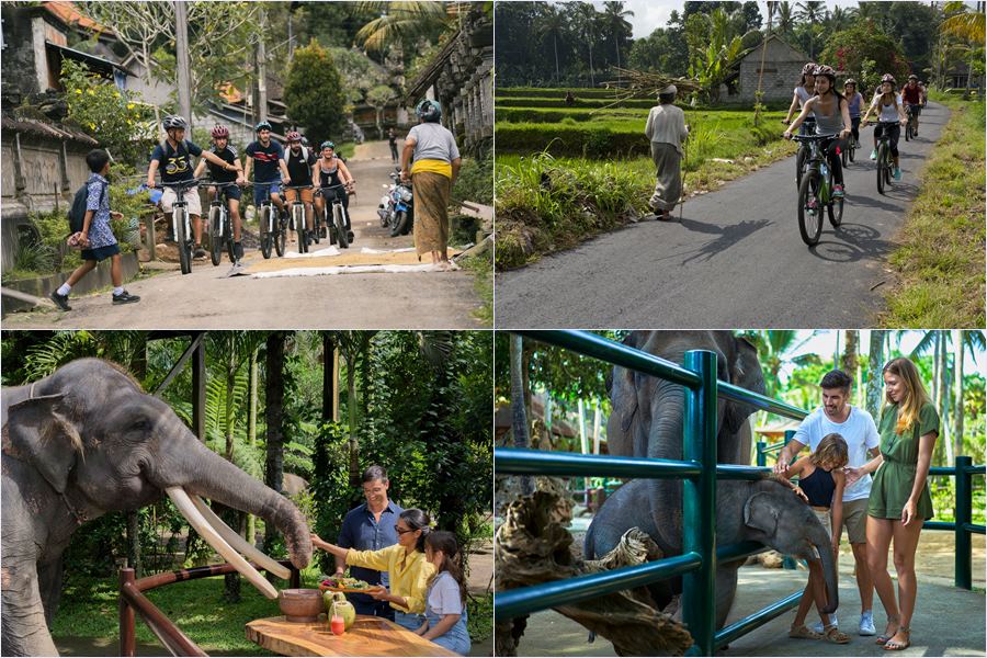 Experience the best of Bali! Enjoy a scenic downhill mountain cycling tour from Kintamani, followed by a luxury picnic lunch & elephant feeding at Taro.