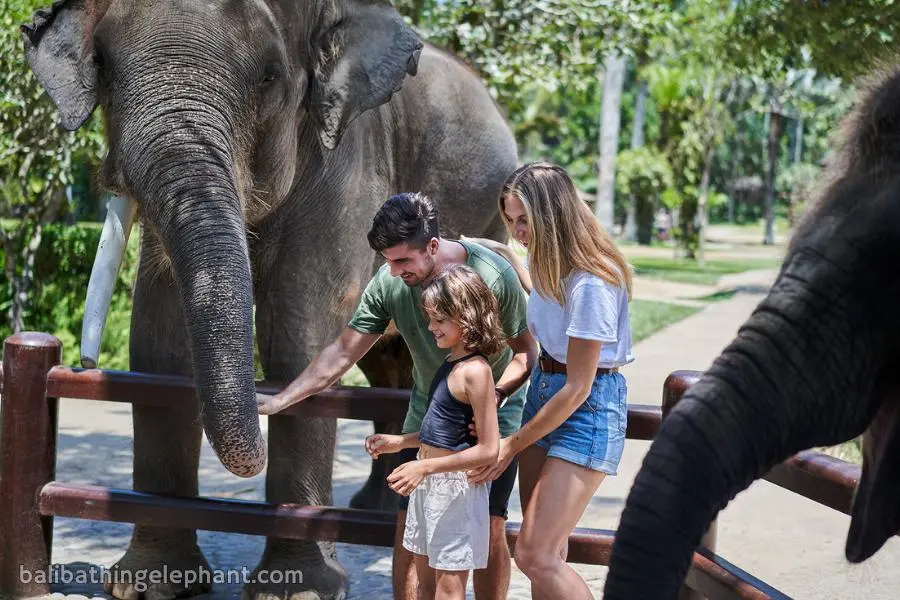 Elephant feeding experience at Mason Elephant Park Elephant feeding experience at Mason Elephant Park Bali