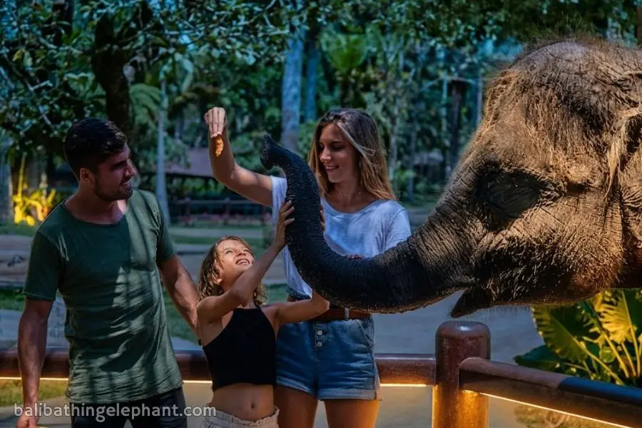 elephant private feeding