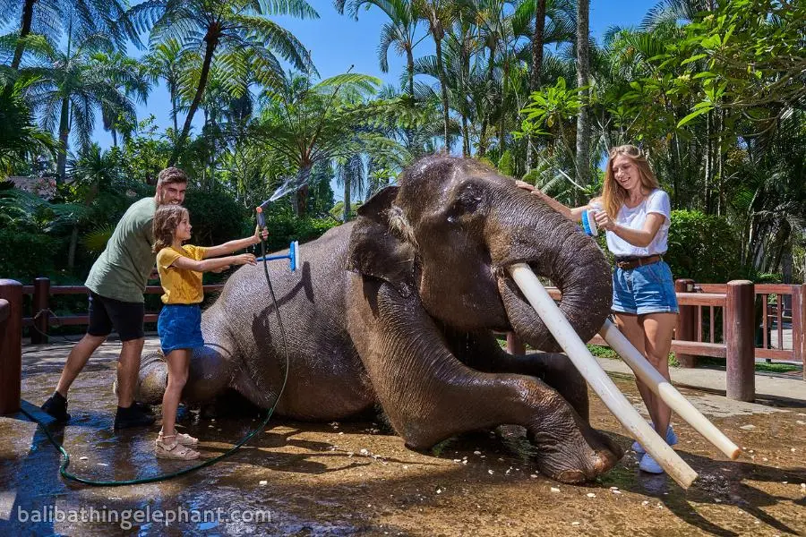 Elephant washing activity at Mason Elephant Park Elephant washing activity at Mason Elephant Park Bali