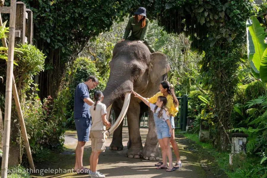 Elephant wellness walk activity at Mason Elephant Park Elephant wellness walk activity at Mason Elephant Park Bali