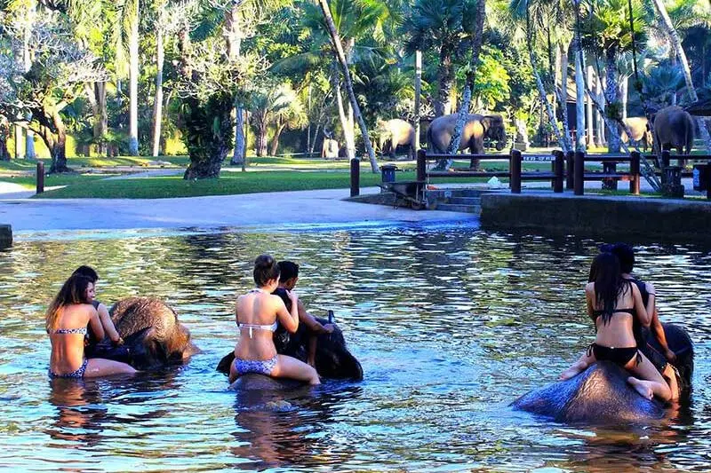 experience-elephant-bathing