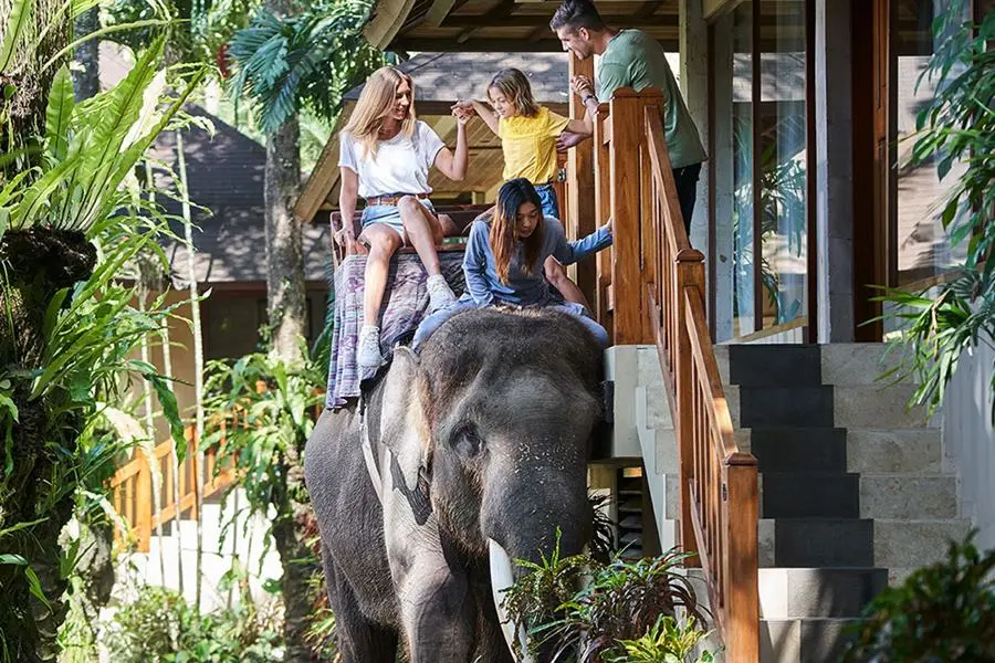 Mason Elephant Experience + Lodge Bali Packages