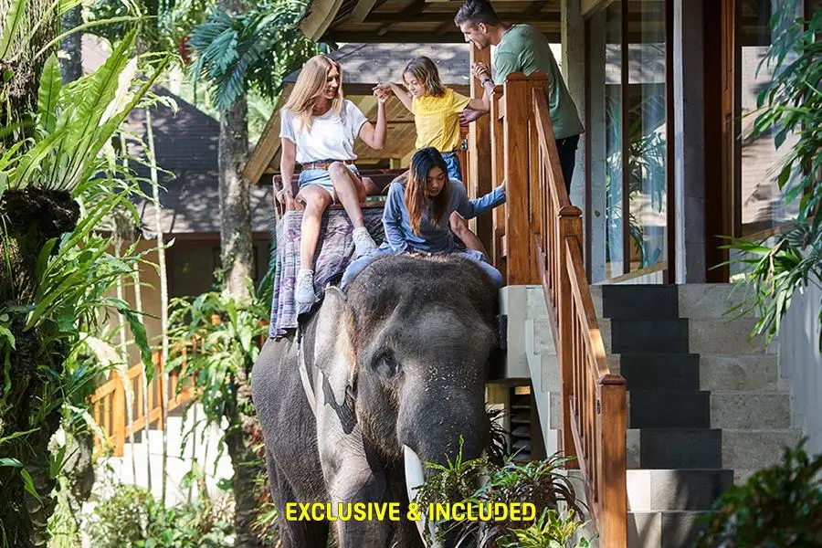 mason-elephant-experience