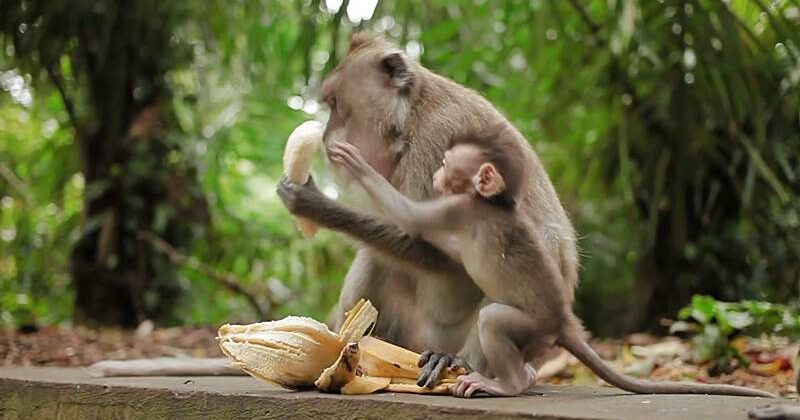 monkey-forest-ubud Visit Wanara Wana Monkey Forest Ubud