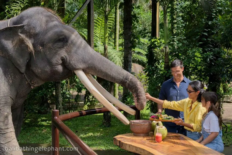 Elephant picnic tour experience in Bali Elephant picnic tour experience in Bali
