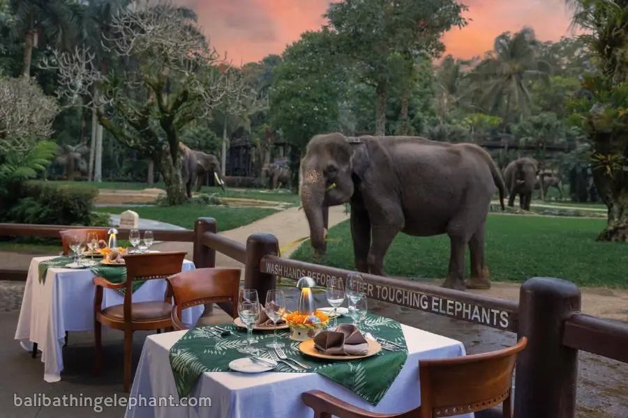 Sunset elephant visit experience in Bali Sunset elephant visit experience