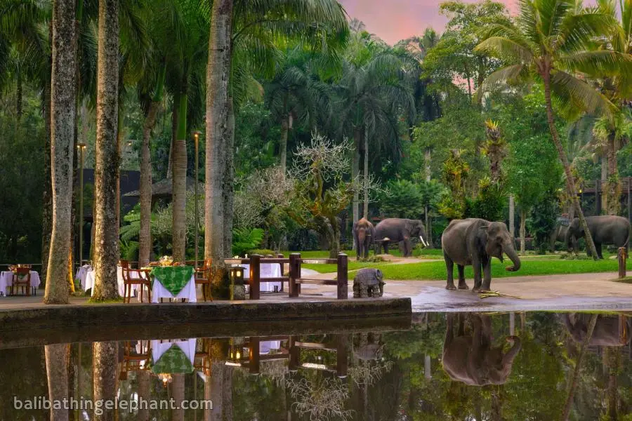 Evening elephant encounter at Mason Elephant Park Bali Evening elephant encounter