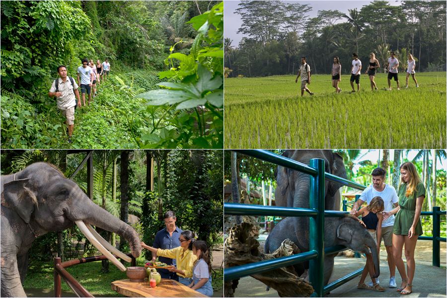 Trek through Bali’s lush hidden jungles on a guided tropical trek, followed by a premium gourmet picnic lunch and elephant feeding at Taro.