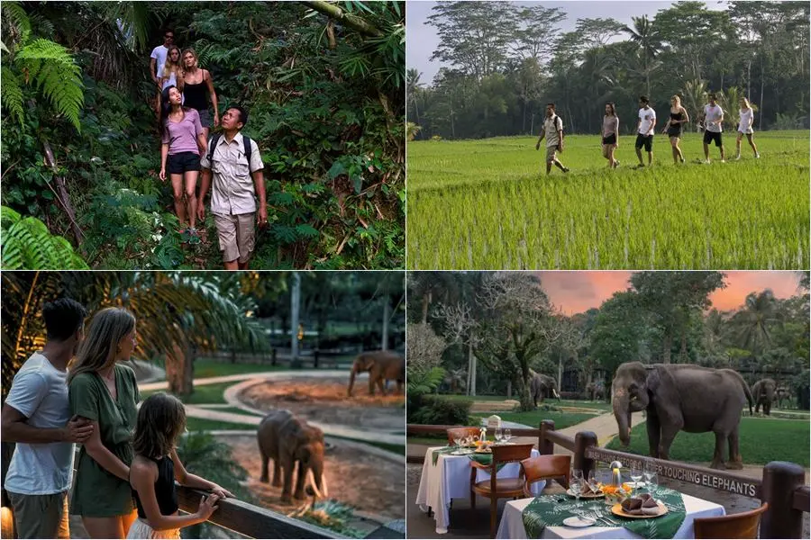 Experience tropical trekking, a sunset elephant encounter, and a gourmet dinner at Mason Elephant Park on this unforgettable Bali nature adventure.
