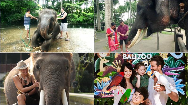web-24-elephant-washing-bali-zoo